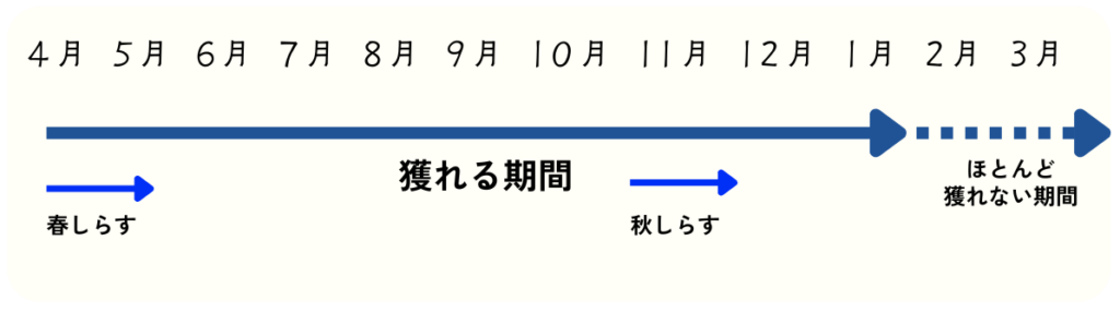 season of shirasu fishing